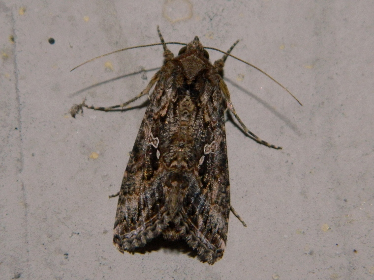 Noctuidae Plusiinae: Trichoplusia ni? - S